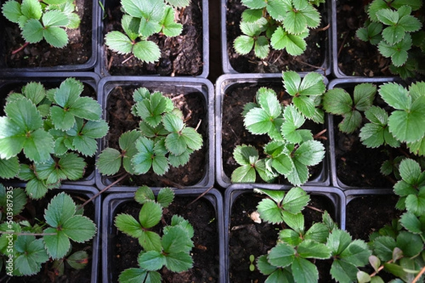 Obraz Strawberry seedlings in pots growing in a garden nursery, top view. Potted seedlings of strawberry