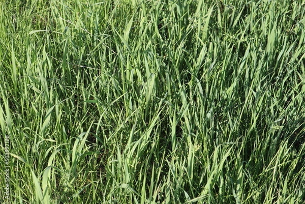 Fototapeta green grass background