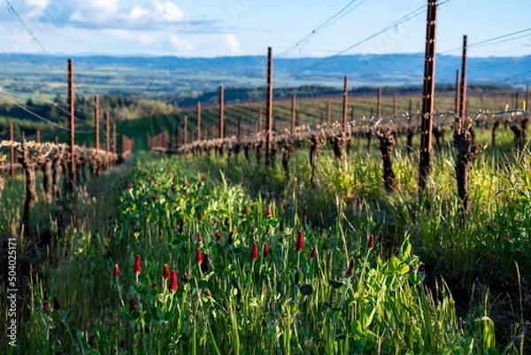 Fototapeta Red clover as a cover crop is lush between rows of grapevines with new sprouts in spring in an Oregon vineyard. 