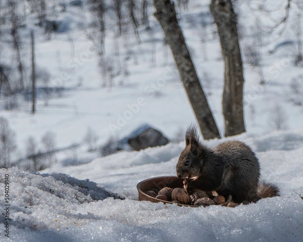 Fototapeta Squirrel eating hazel nuts in the snow in norwegians mountains, close-up.