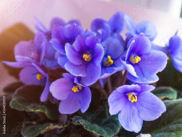 Fototapeta beautiful violets close-up for background and text