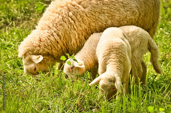 Fototapeta very cute, flurry wooly white lambs with its mother in the green grass 