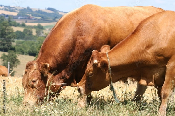 Obraz vache et taureau