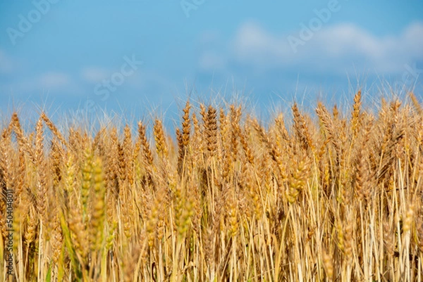 Fototapeta 黄金色の麦の穂のクローズアップ
