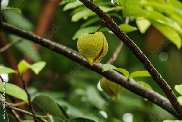 Obraz Soursop flower on the tree