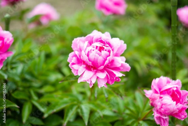 Fototapeta 芍薬