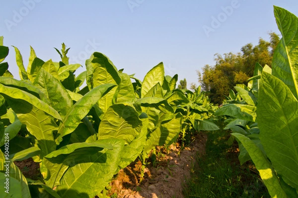 Fototapeta Tobacco field against blue sky