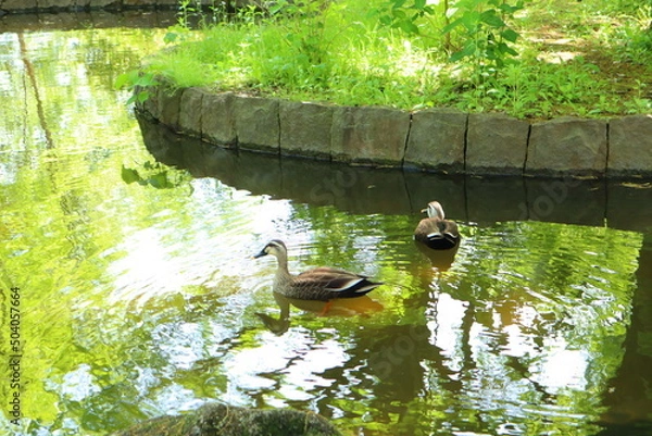Fototapeta カモと池1