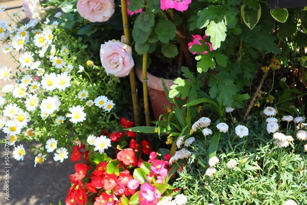 Fototapeta 5月の花9