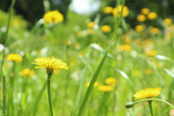 Fototapeta 5月の花8