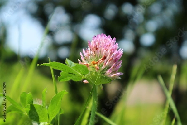Fototapeta 5月の花5