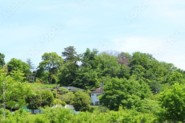 Fototapeta 5月の風景1