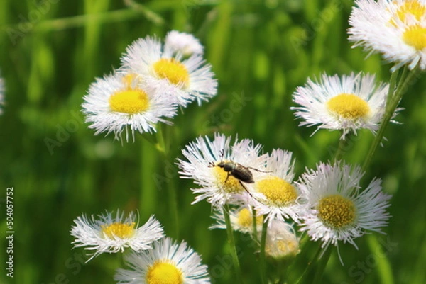 Fototapeta 花と虫2