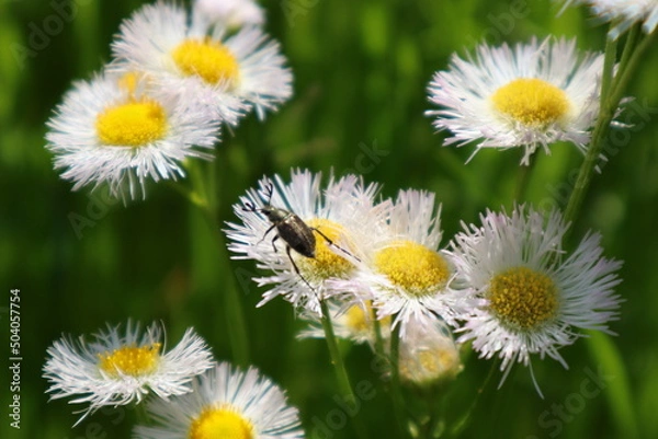 Fototapeta 花と虫1