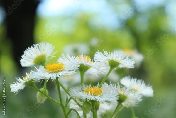 Fototapeta 5月の花3