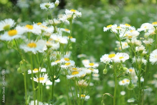 Fototapeta 5月の花1