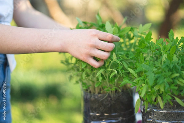 Fototapeta Woman agronomist holding seedlings in pots. The spring planting. Early seedlings grown from seeds in boxes at home on the windowsill. Concept of Earth day, organic gardening, ecology, sustainable life