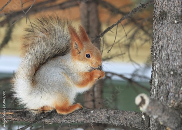 Fototapeta Beautiful squirrel sits on a pine and eats a nut.