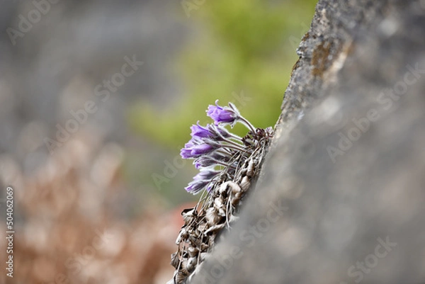 Fototapeta pulsatilla koreana on rock in spring