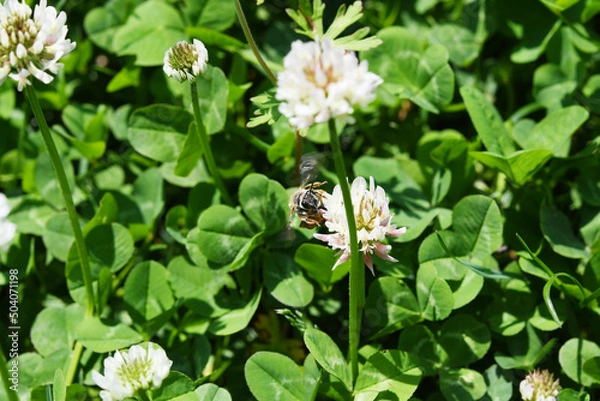 Fototapeta ミツバチとクローバー