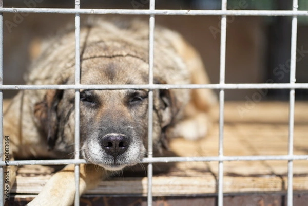 Obraz A sad dog's snout showing through the bars of an abandoned pet shelter