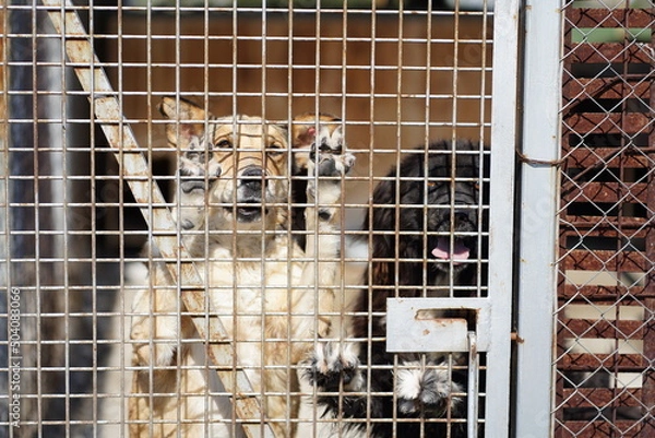 Obraz Two dogs with their paws on the fence of their cage in a shelter and watching in anticipation of adoption