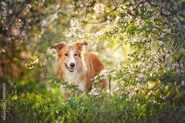 Obraz portret psa rasy border collie na wiosnę