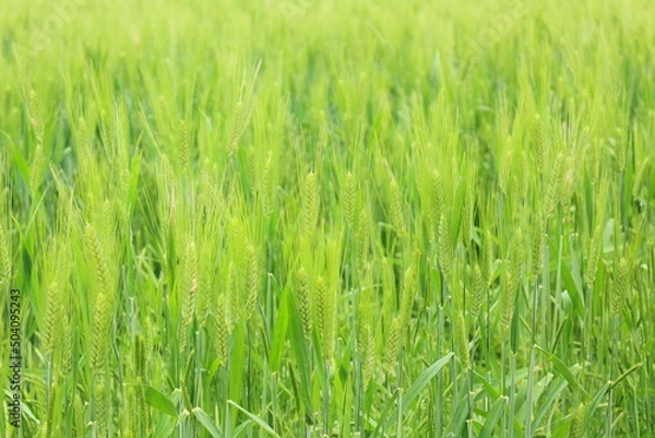 Fototapeta 新緑の麦