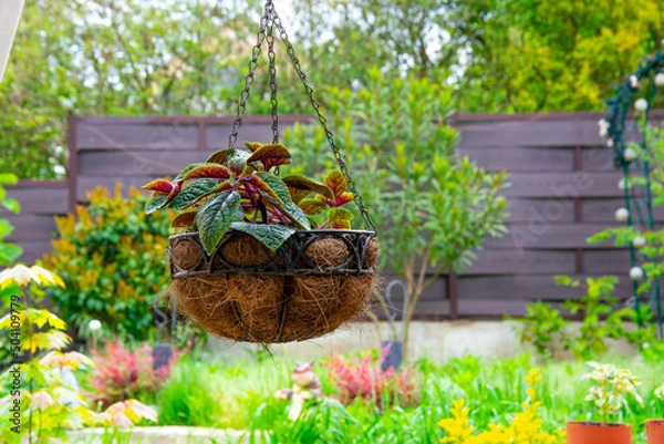 Fototapeta A flower in a hanging pot made from eco-friendly coconut or palm fibre. Garden and backyard decoration.