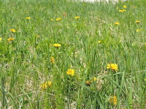 Fototapeta meadow with dandelions