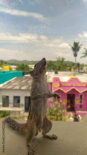 Fototapeta The Squirrel standing straight and looking upwards and the picture explain the funny animals.