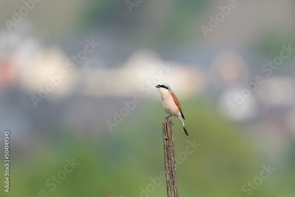 Fototapeta Neuntöter
