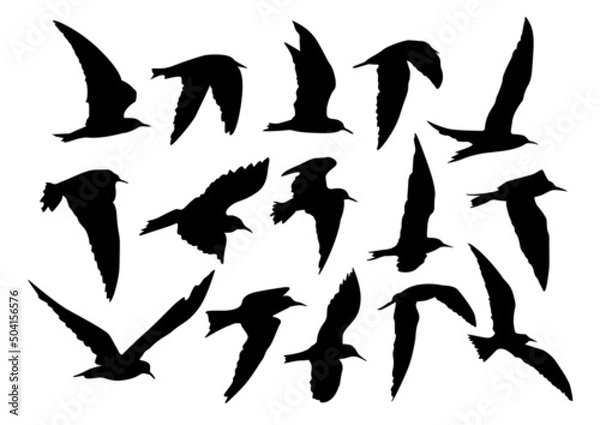 Obraz set of silhouettes of Tern birds