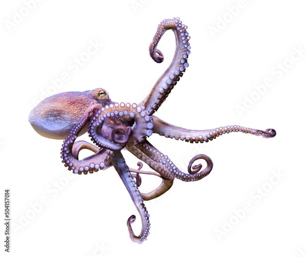 Fototapeta Close-up view of a Common Octopus (Octopus vulgaris), isolated on white background