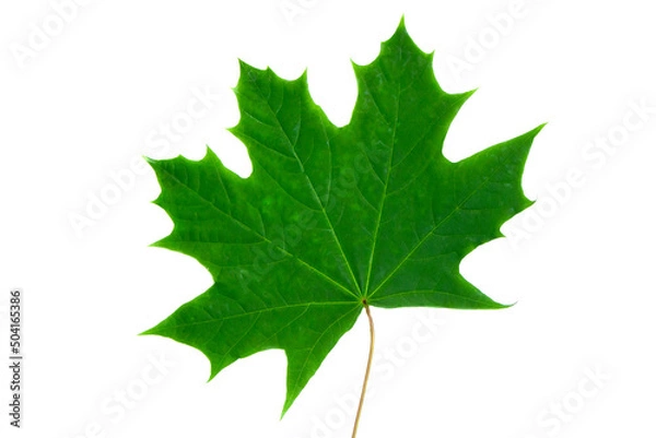 Obraz Green maple leaf isolated on white background