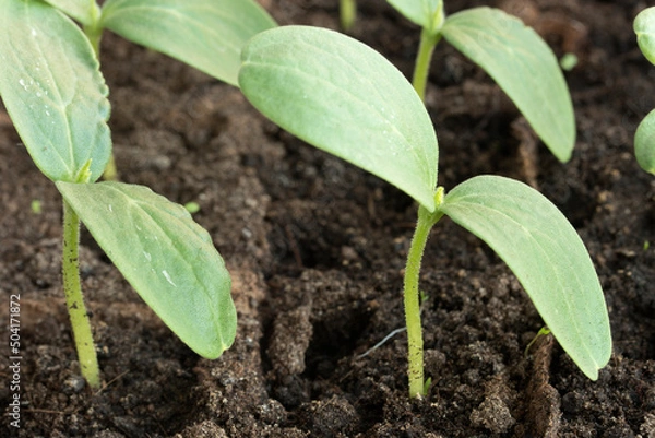 Obraz Green young cucumber seedling. Closeup.
