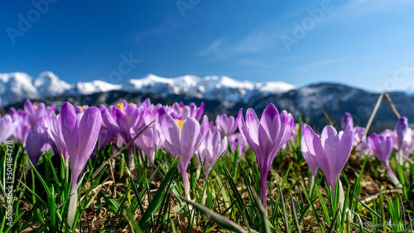 Fototapeta Krokusy, Wiosna w Tatrach , Podhale, Zakopane , Giewont, Karpaty , Polska, Słowacja