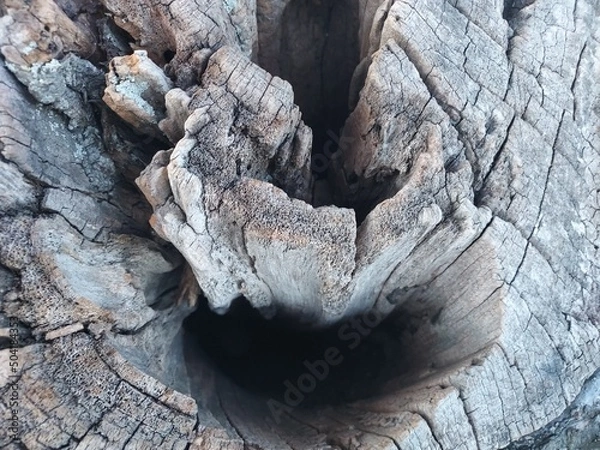 Obraz tree trunk