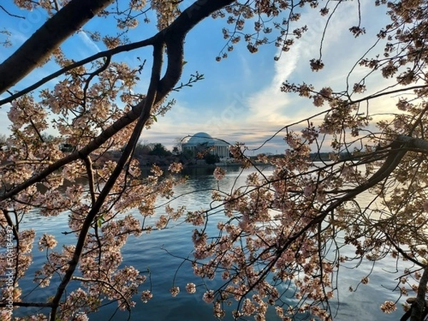 Obraz blossom in spring