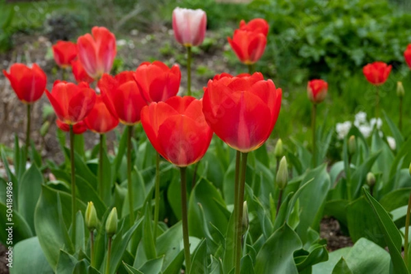 Obraz beautiful bright red tulips in the spring