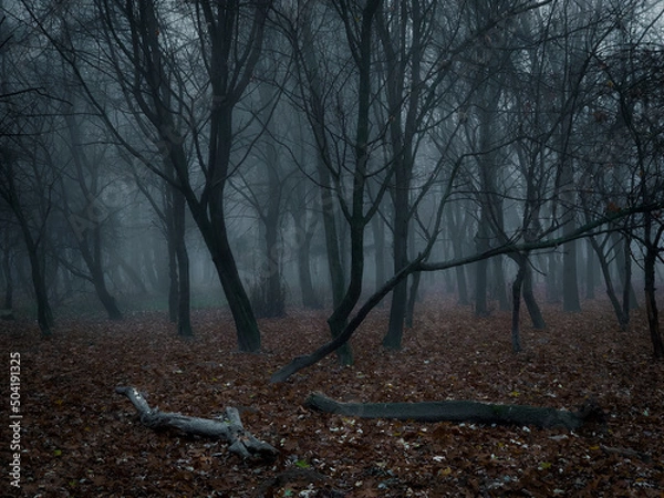 Fototapeta Dark forest in thick fog. Creepy forest at dawn. Atmospheric autumn woods. 