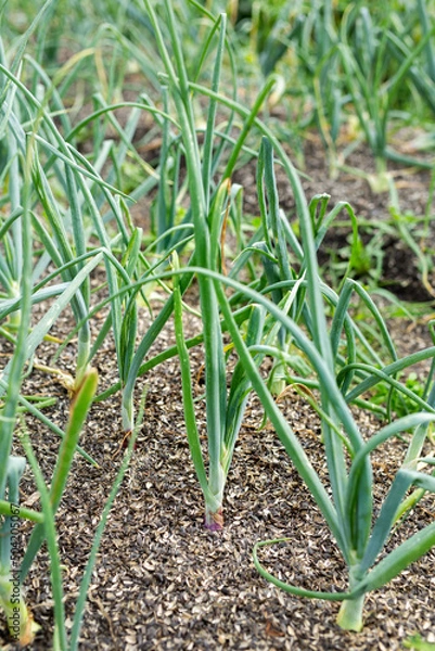 Fototapeta Onion plantation in the garden. Green onions on a feather