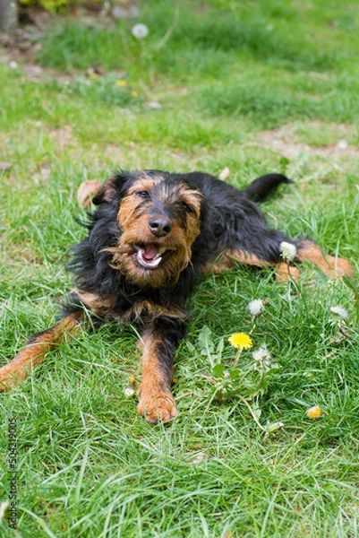 Fototapeta A German Hunting Terrier (Jagdterrier) is lying in the garden in the grass and is biting something