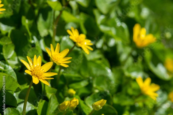 Fototapeta Beautiful flowers of Ficaria verna in a clearing among green leaves. Spring chistyak or buttercup closeup	