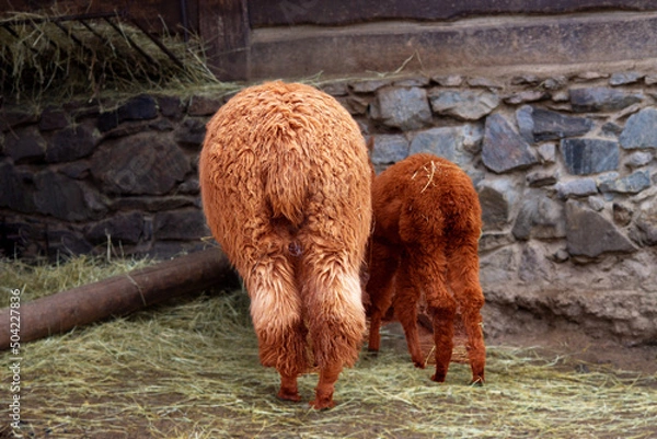 Fototapeta sheep on the farm