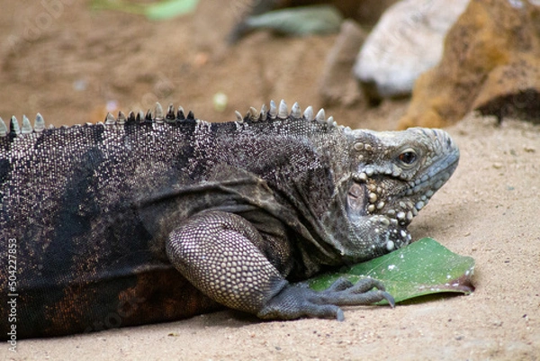 Fototapeta iguana on a rock