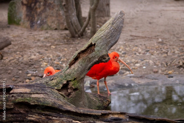 Fototapeta red winged blackbird