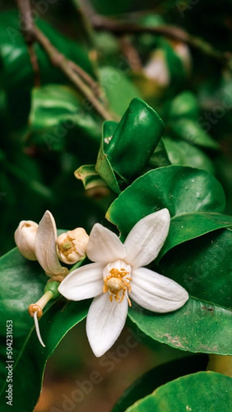 Obraz flower in the garden