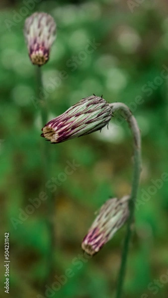 Obraz bee on a flower