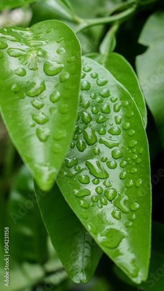 Obraz water drops on leaf